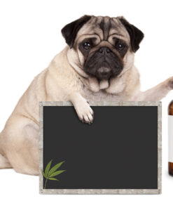 CBD Pet products
